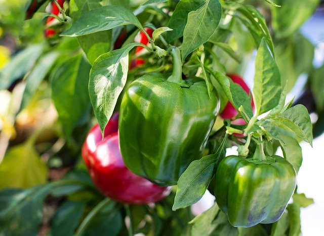 Vegetable gardening, bell peppers