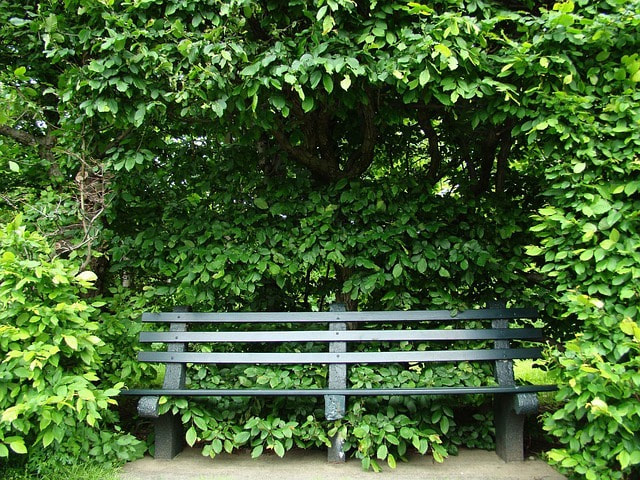 Garden bench framed by plants