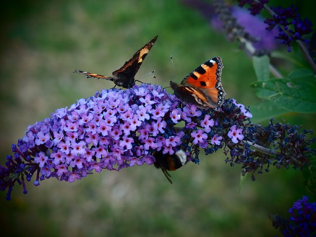 Butterflies perching on a Buddleja