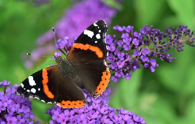 Butterfly perches on a Buddleja