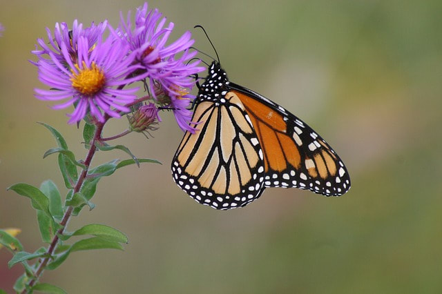 Butterfly pollinating a Purple Aster