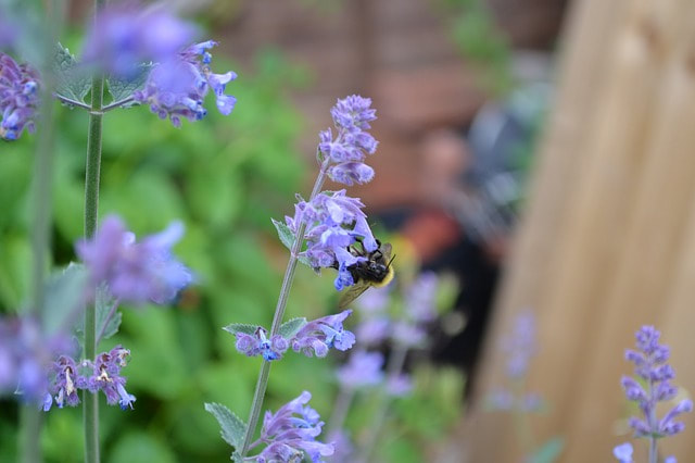 Catmint are a good replacement for weeds in your garden