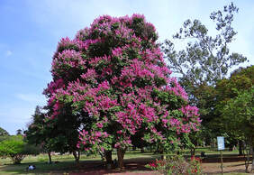 Crape Myrtle with pink flowers