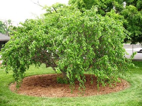 Harry Lauder's Walking Stick tree in a backyard