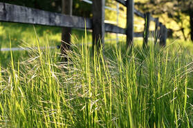 Ornamental grass growing