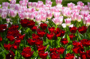 Pink and red tulips close-up shot at Keukenhof, The Netherlands