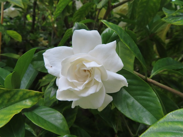 Gardenias are flowers that bloom on trees