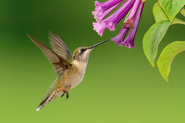 Hummingbird perches to pollinate