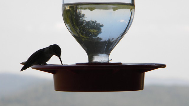 Hummingbird drinking water