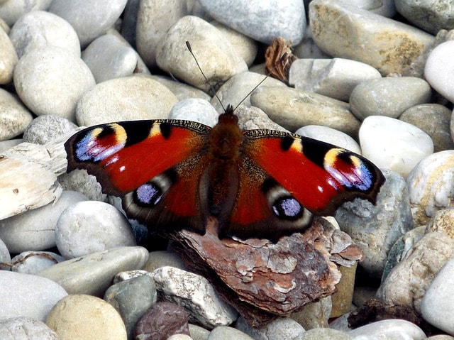 Peacock Butterfly warming its wings on pebbles