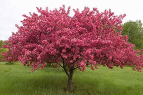 Crab Apple Tree blooming in the spring