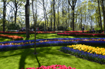 Landscaping with flower beds, trees and perfect grown lawn in Keukenhof, The Netherlandss