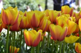 Orange and yellow tulips close-up shot taken in Keuenhof, The Netherlands