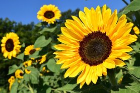 Sunflowers facing the sun