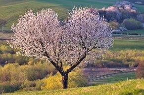 Cherry Tree blooming in the countryside