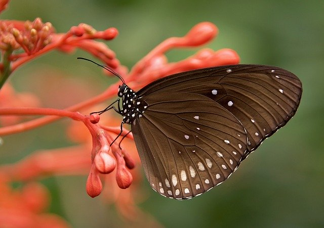 Butterfly perches to pollinate