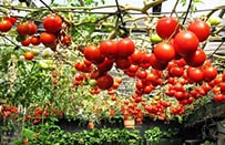 Upside-down gardening, cherry tomatoes