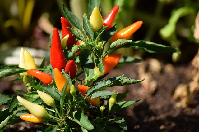 Vegetable gardening, peppers