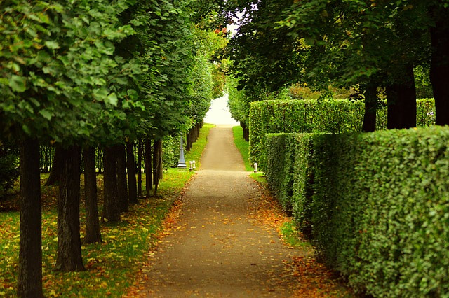 walkway with trimmed bushes